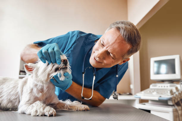Best Emergency Dentist for Special Needs Patients in Myrtle Creek, OR